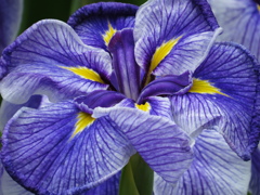 花菖蒲