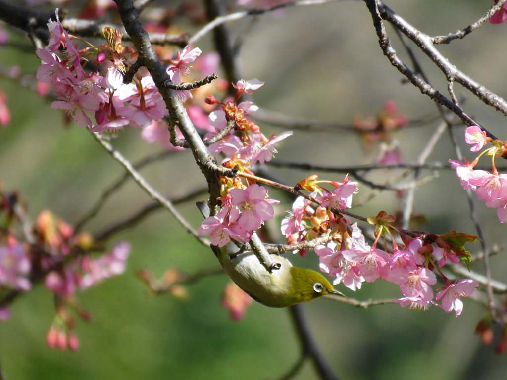 河津桜+メジロ