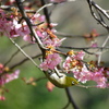 河津桜+メジロ