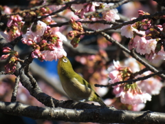 大寒桜+メジロ