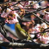 大寒桜+メジロ
