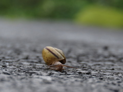 雨上がりの散歩