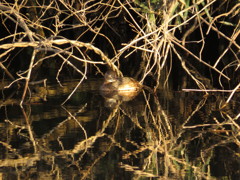 カイツブリ　この後、水に潜ったまま行方知れず