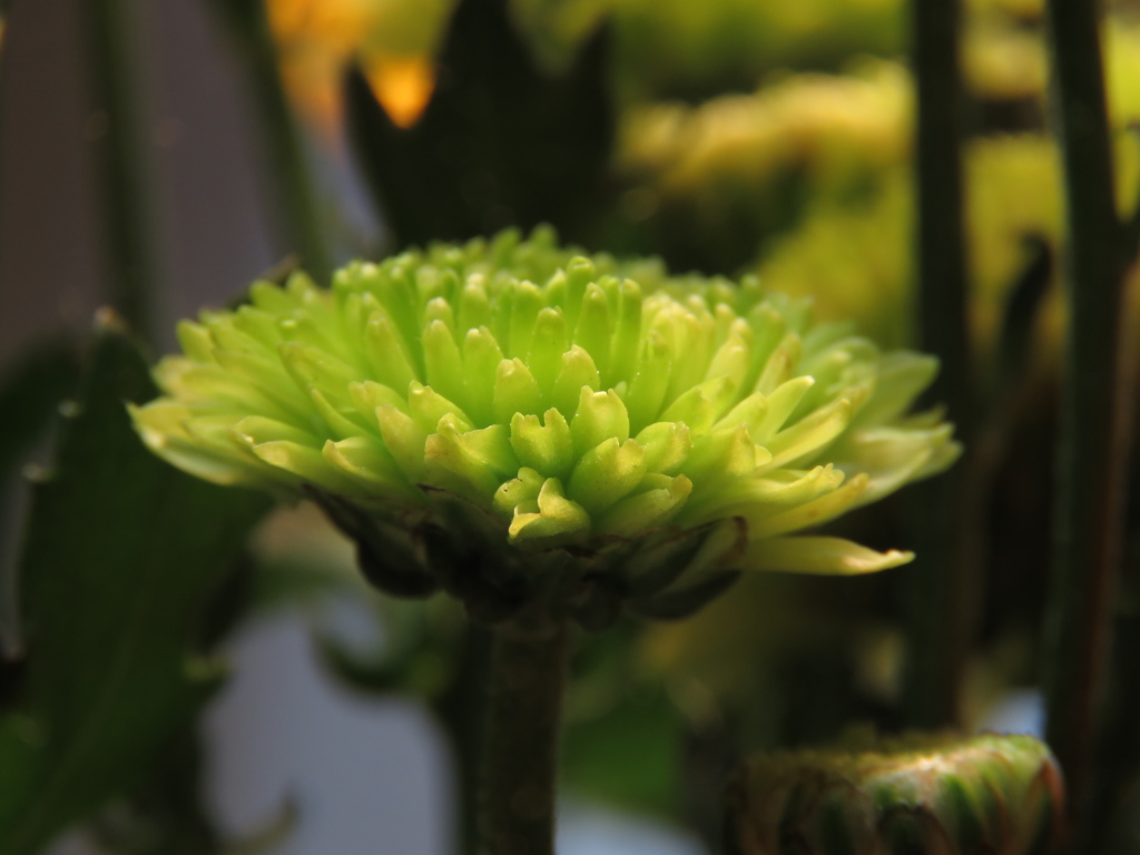 菊4