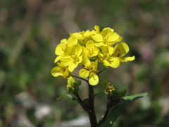 菜の花、ムシしないで