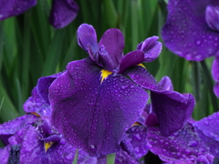 花菖蒲