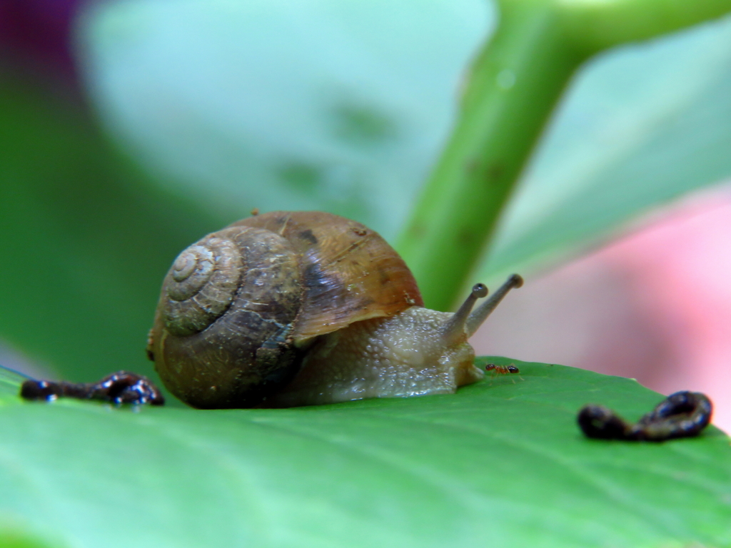 カタツムリ、蟻も、ままで