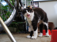口はこう開ける