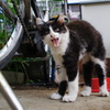 口はこう開ける