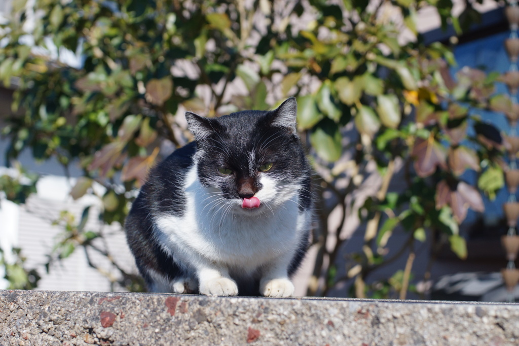 猫、道行く人がかわいいモデルさんね　オールドレンズ