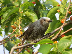 ヒヨドリとサクランボ4