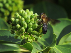 カクレミノの花に群がる蜂　2