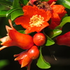 ザクロの花