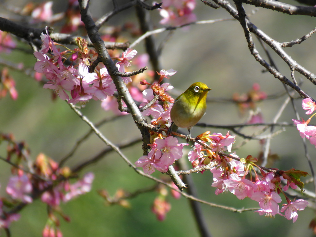 河津桜+メジロ