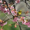 河津桜+メジロ