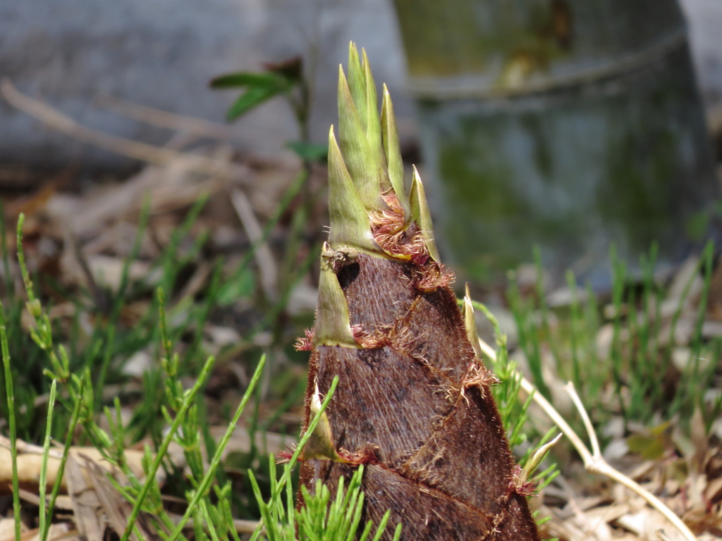 筍、初物いただきました