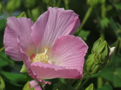酔芙蓉