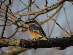 モズが枯れ木で．．．鳴いてません