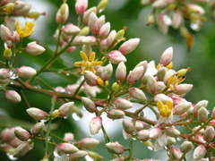 ナンテンの花