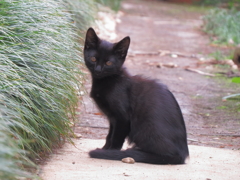 キャット・ウーマン
