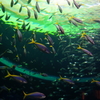 水族館