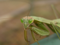 カマキリ　頂上対決　3