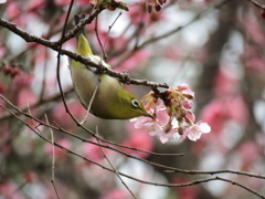 河津桜+メジロ