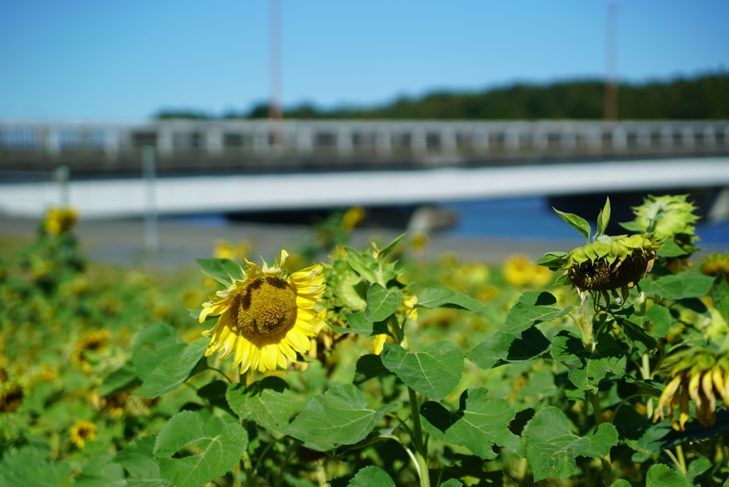 佐倉ふるさと広場1