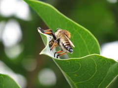 カクレミノの花に群がる蜂　5