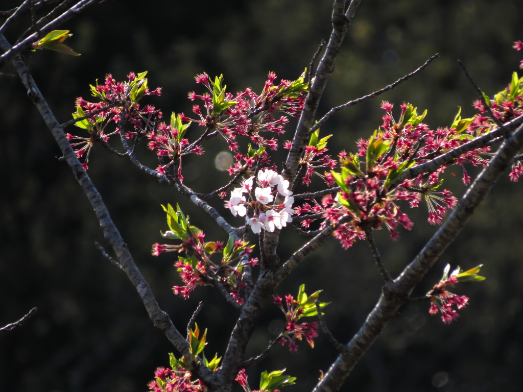 桜、散りたくないの