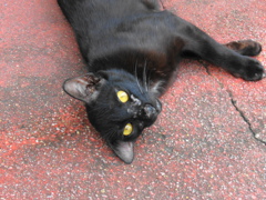 スクンビット　ソイ22の黒猫3