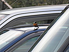 車好き