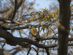 カワラヒワ