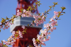 河津桜、東京タワー