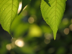 水滴のプリズム2