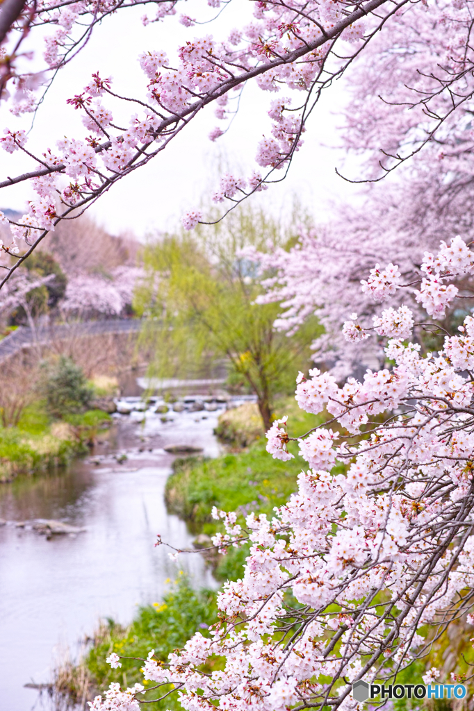 春の川