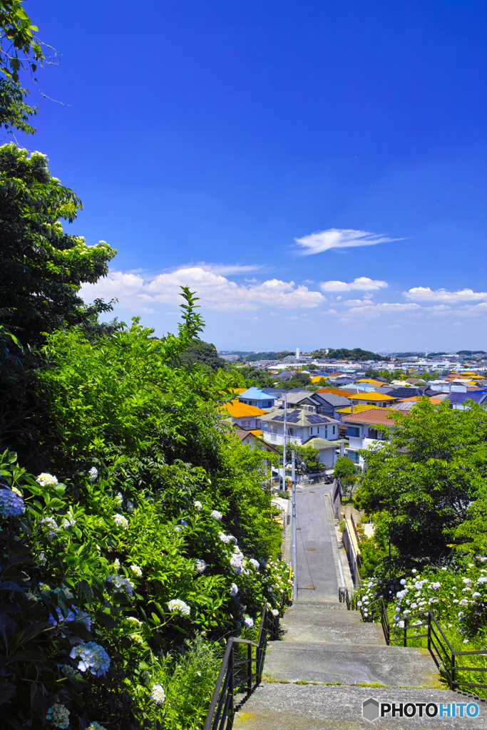 散歩道に咲いた花