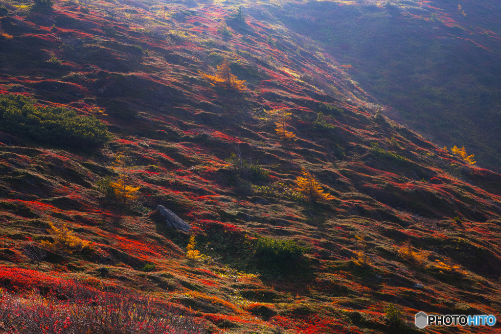 紅陽