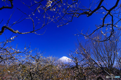 岩本山の梅と富士山