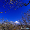 岩本山の梅と富士山