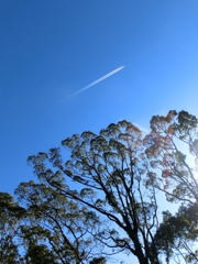 飛行機雲