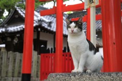 神社のネコ