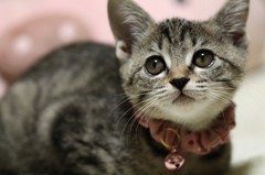 子猫（チー子）