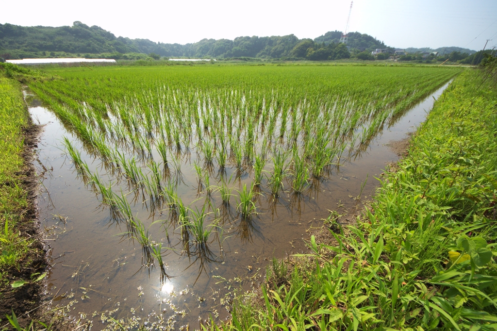 緑の季節