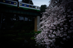 電車/桜
