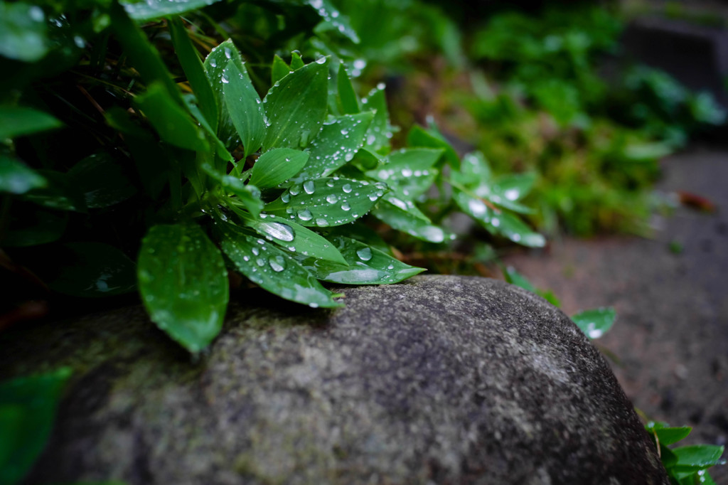 雨上がりの庭01