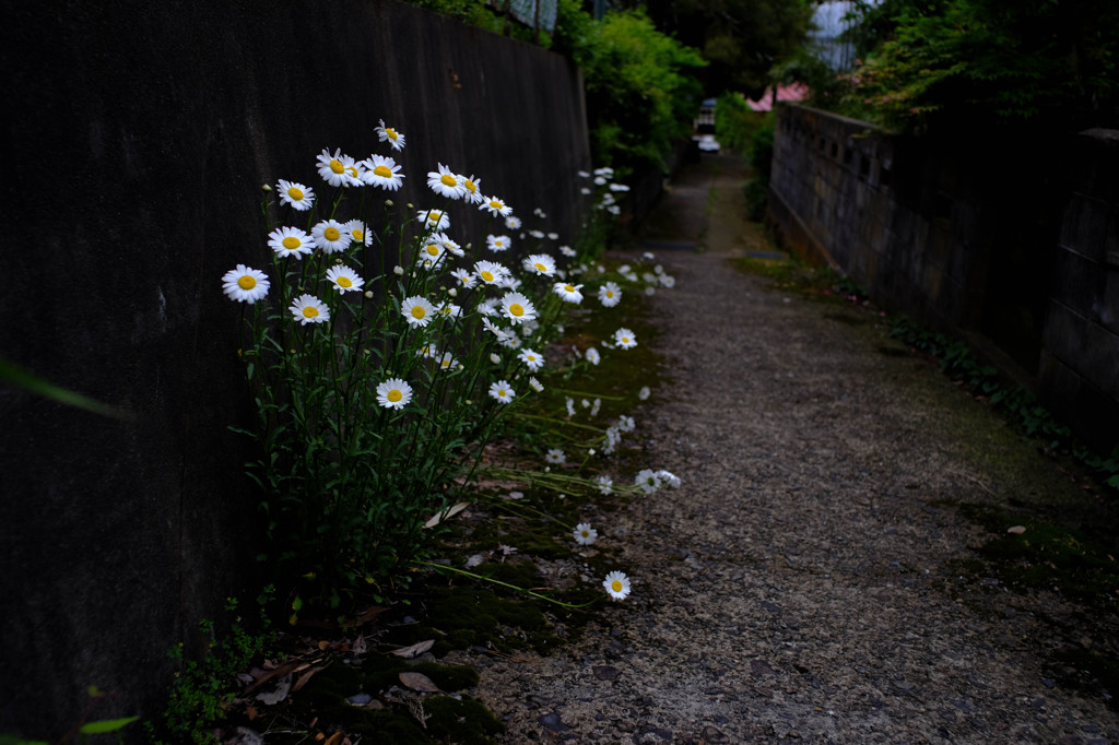 線路沿いの風景02