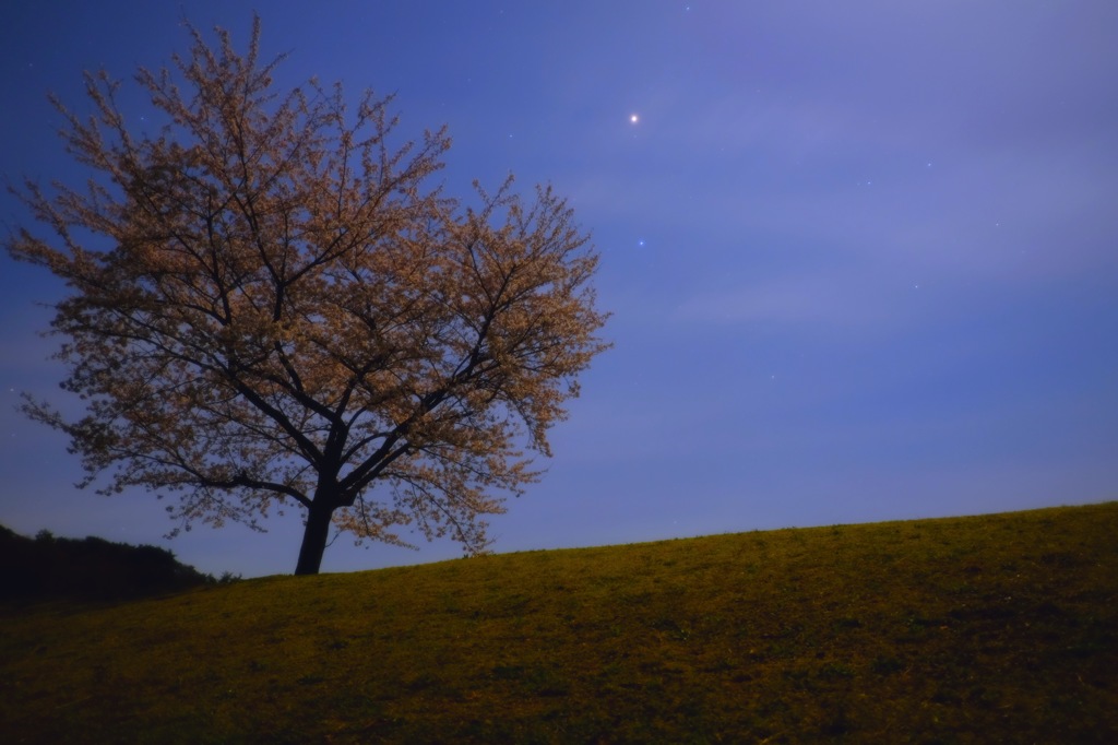 火星と桜