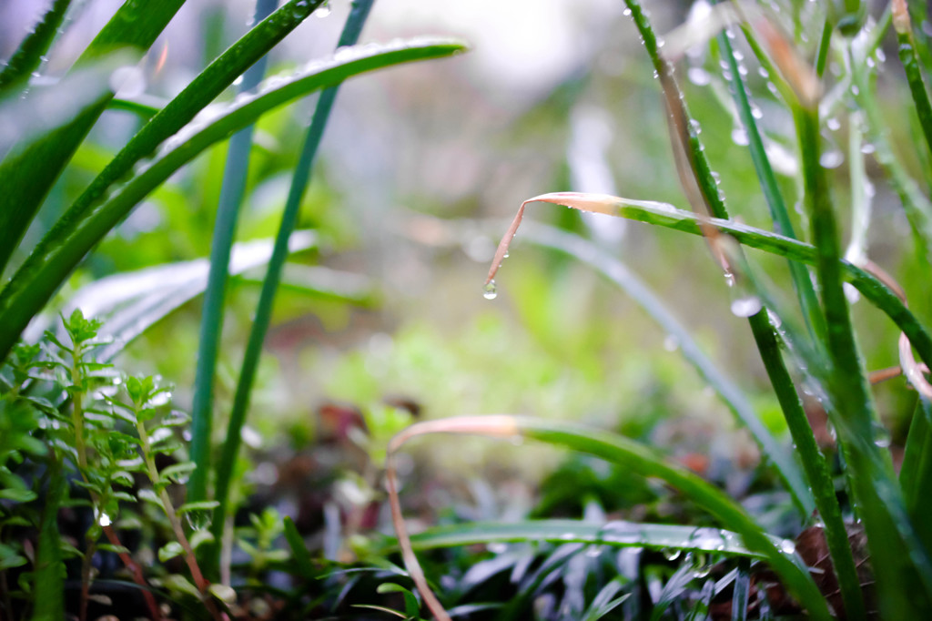 雨上がりの庭02