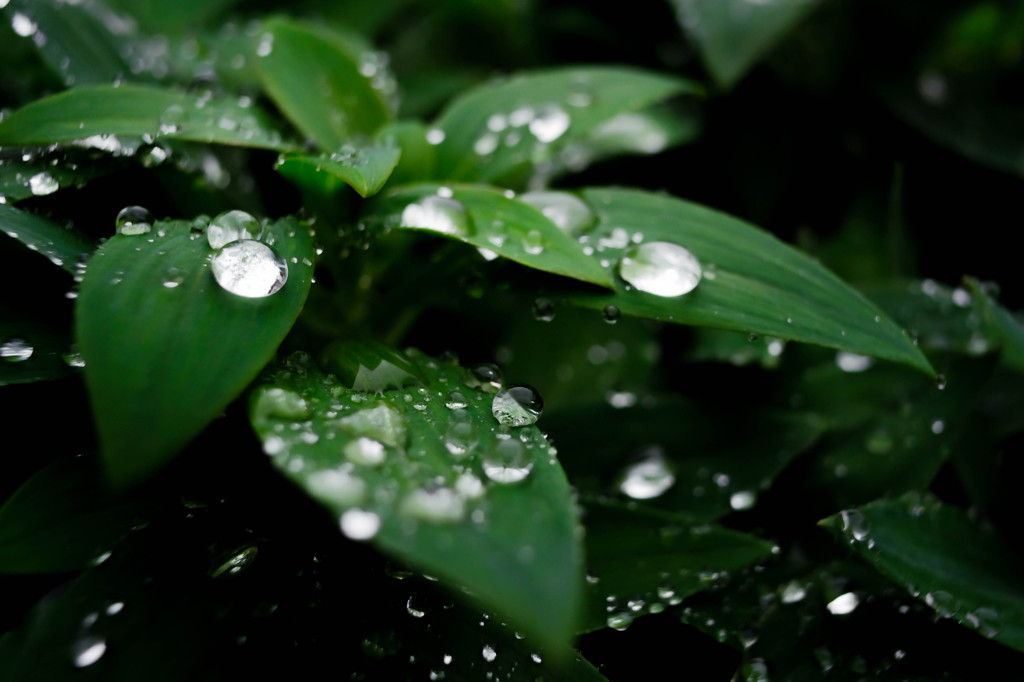 雨